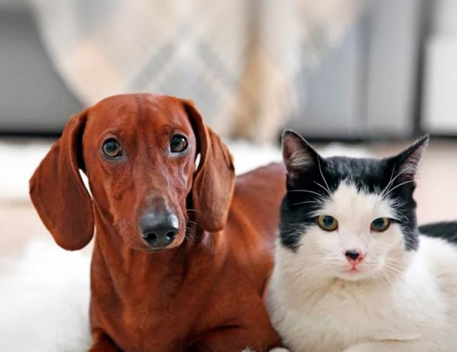 Como o Pet Assistência protege o seu melhor amigo