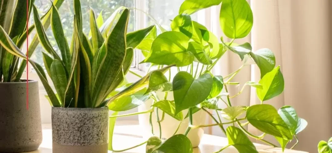 Plantas para jardim: qual o melhor tipo para sua casa?